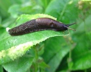 Slug Jump!