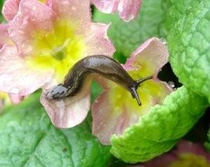 Slug on primula